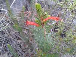 Image of Erica grandiflora subsp. grandiflora