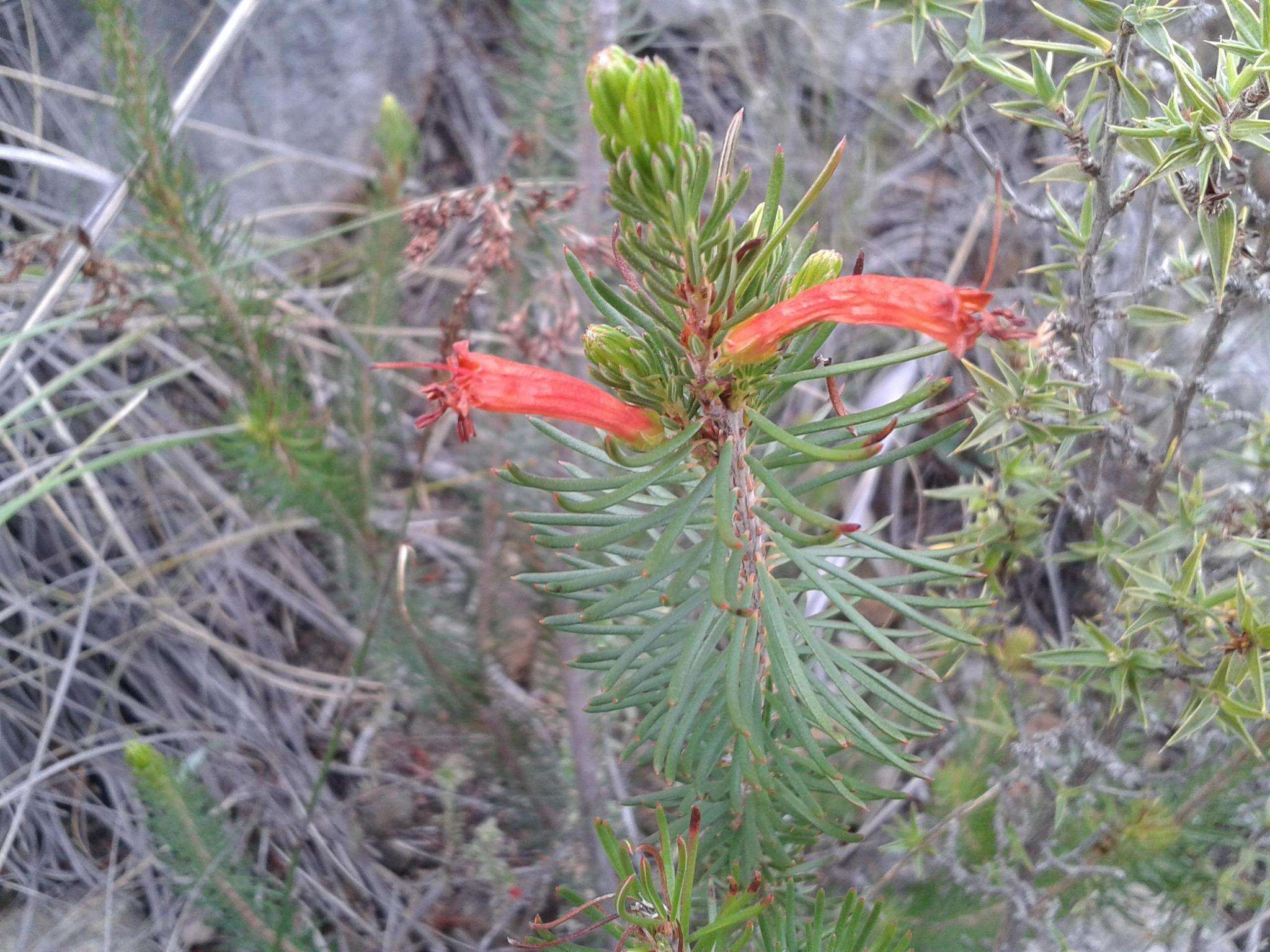 Image of Erica grandiflora subsp. grandiflora