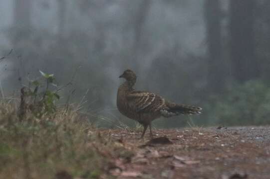 Image of Hume's Bar-tailed Pheasant