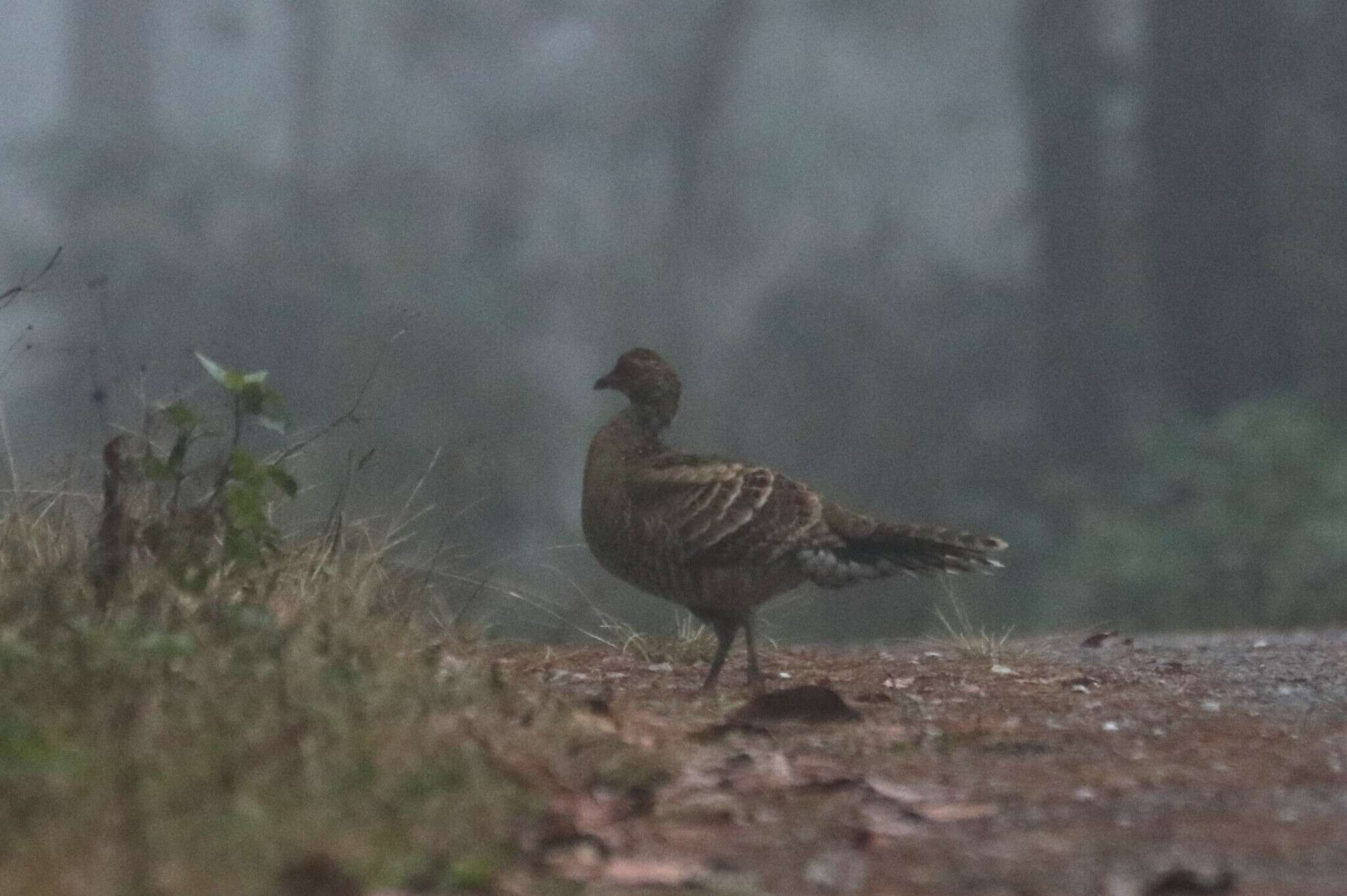 Image of Hume's Bar-tailed Pheasant