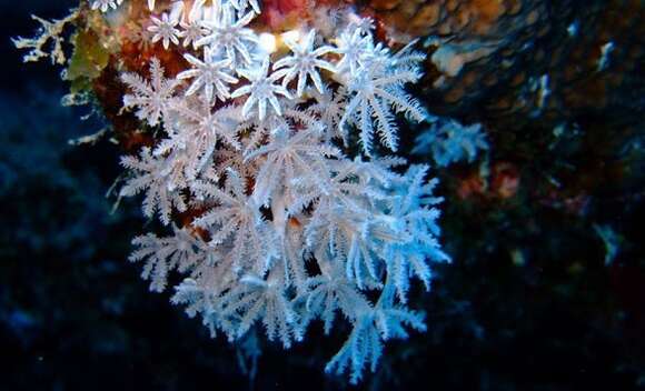 Image of pulse coral