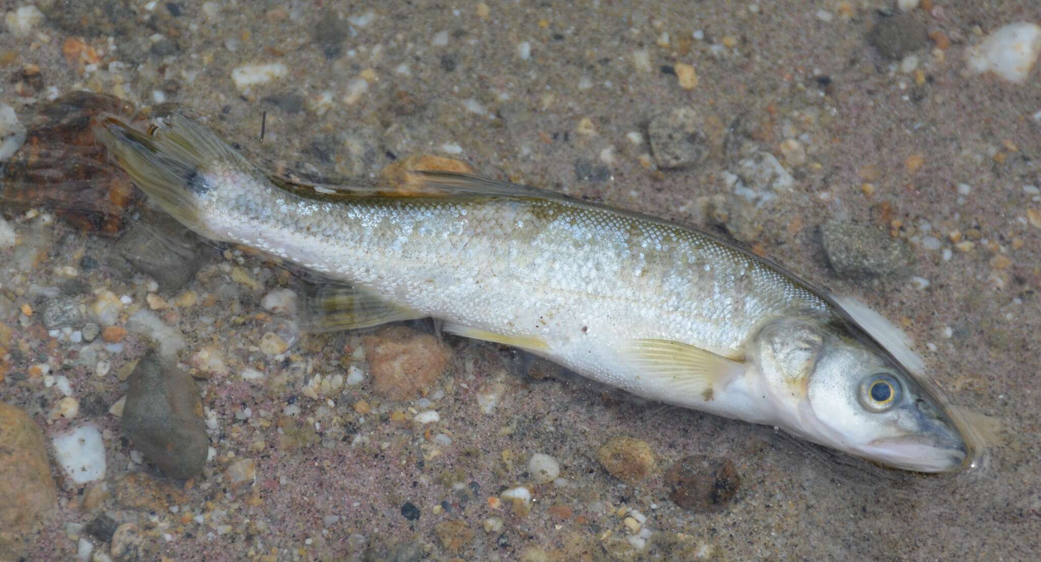 Image of Northern Pikeminnow