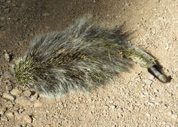 Image of Paraguaian Hairy Dwarf Porcupine