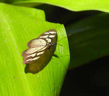 Image of Eueides vibilia Latreille & Godart 1819