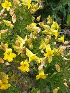 Image of Tropaeolum hookerianum Barn.