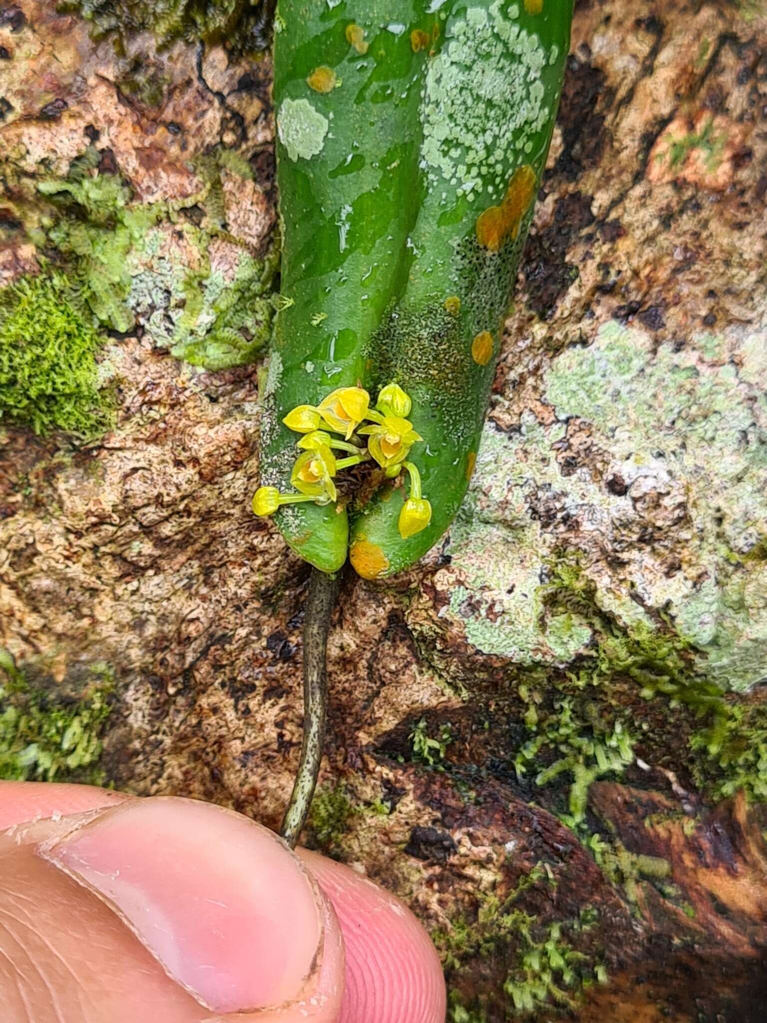 Image of Pleurothallis dibolia Luer