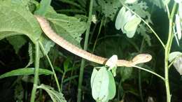 Image of Keeled Slug-eating Snake