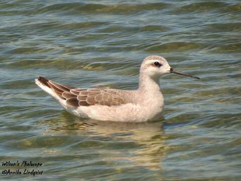 Image of Wilson's Phalarope