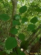 Image de Erythrina standleyana Krukoff