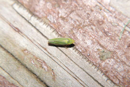 Image of Leafhopper