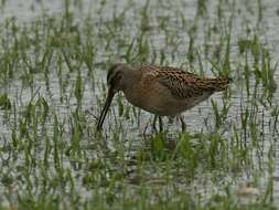 Image of Dowitcher