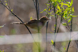 Image of Tawny Grassbird