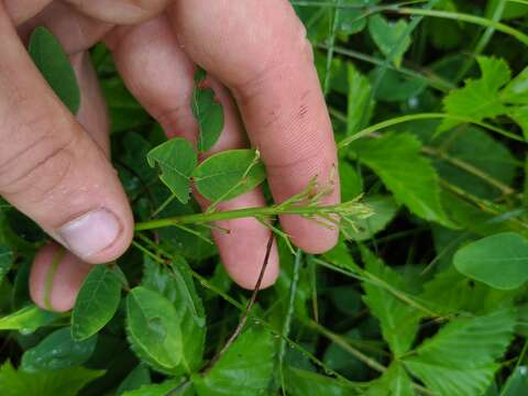 Imagem de Desmodium marilandicum Darl.