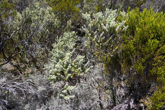 صورة Hubertia tomentosa Bory