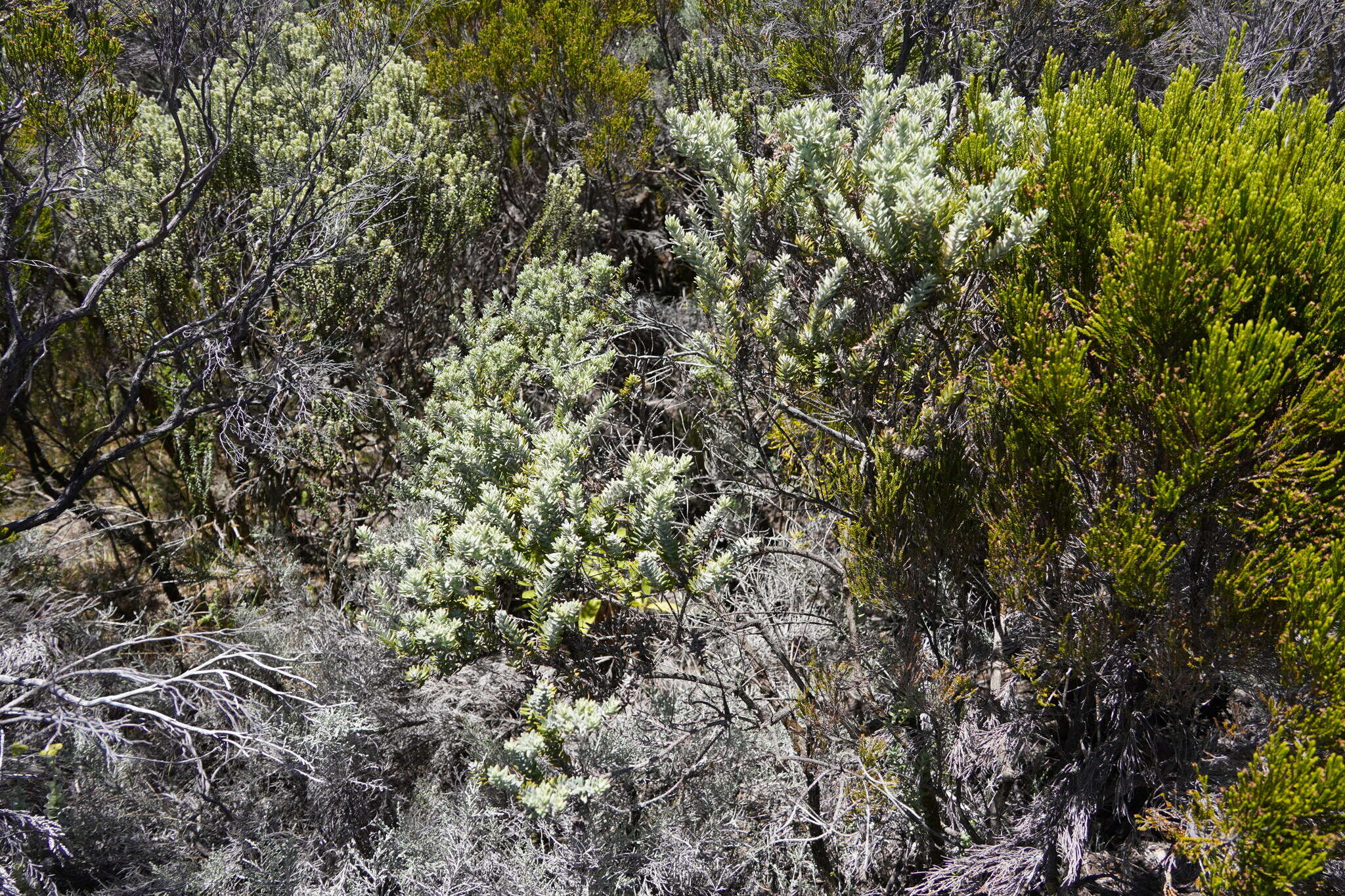 صورة <i>Hubertia <i>tomentosa</i></i> var. tomentosa