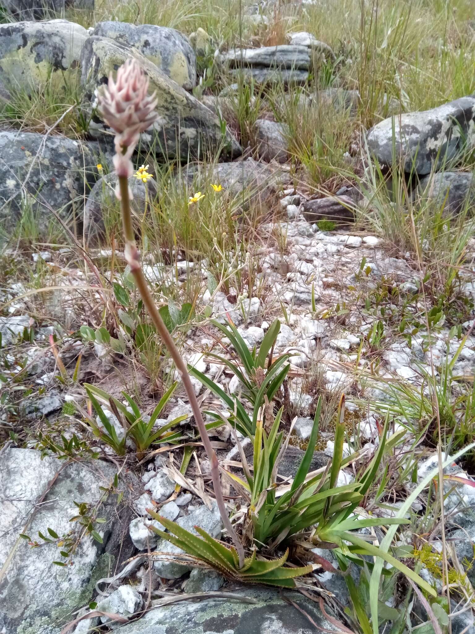 Image of Aloe compressa H. Perrier