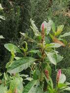 Imagem de Phytolacca bogotensis H B. & K.