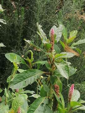 Image of southern pokeweed