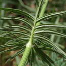 Image of Valeriana stolonifera subsp. angustifolia