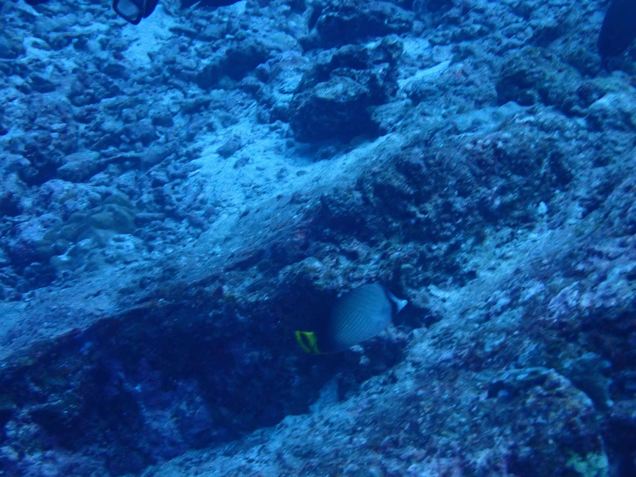 Image of Black-finned Vagabond