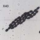 Слика од Preussia longisporopsis (S. I. Ahmed & Cain) Kruys 2009