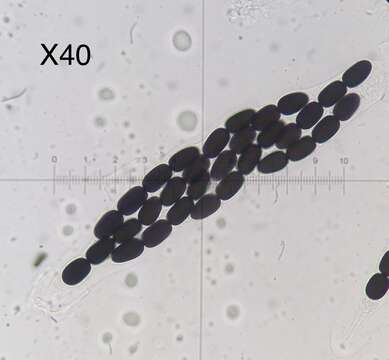 Слика од Preussia longisporopsis (S. I. Ahmed & Cain) Kruys 2009