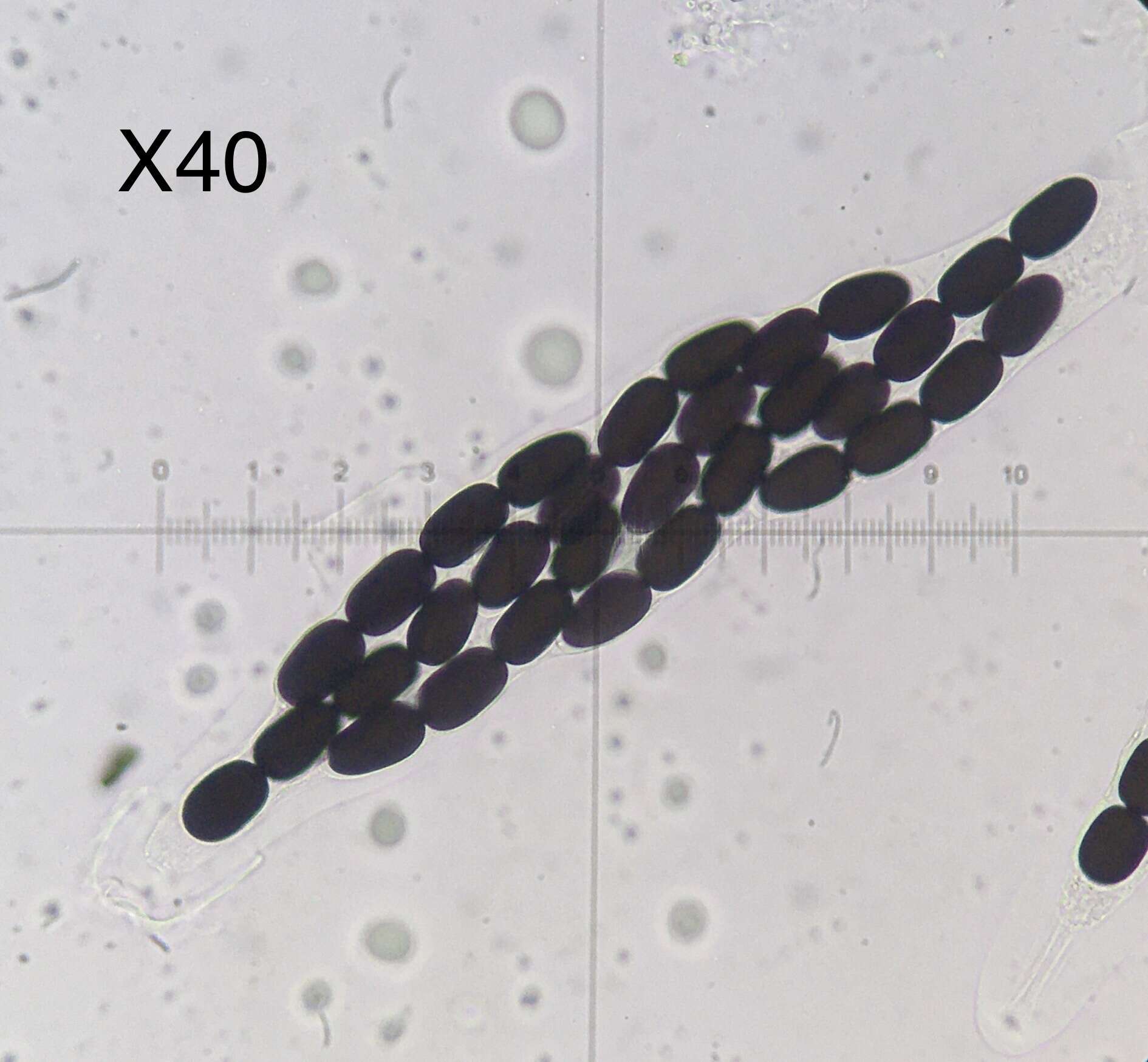 Image of Preussia longisporopsis (S. I. Ahmed & Cain) Kruys 2009