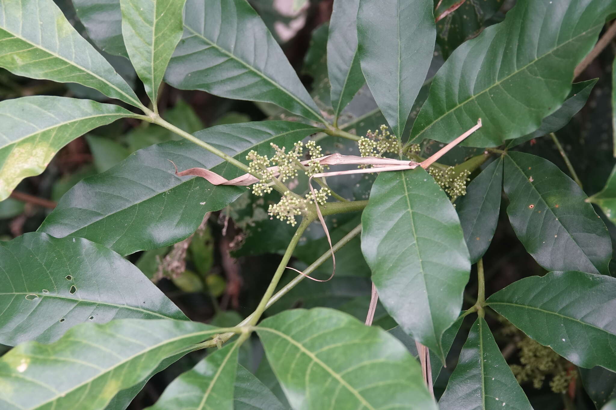 Image de Melicope semecarpifolia (Merr.) T. G. Hartley