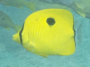 Image of Indian Teardrop Butterflyfish