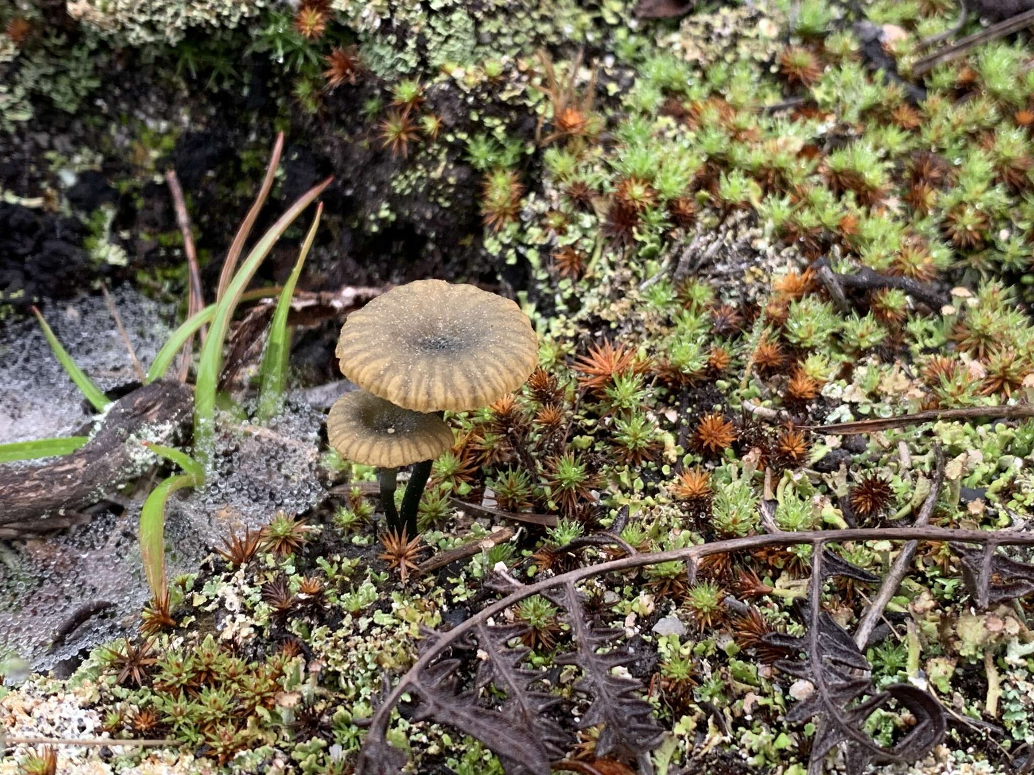 Imagem de Arrhenia chlorocyanea (Pat.) Redhead, Lutzoni, Moncalvo & Vilgalys 2002