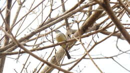 Image of Straneck's Tyrannulet