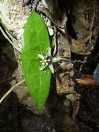 Image of Passiflora xiikzodz J. M. Mac Dougal