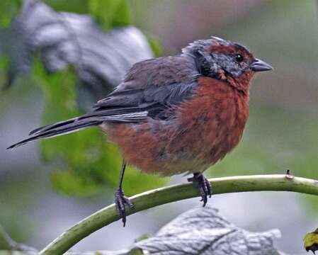 Image of Rusty-browed Warbling Finch