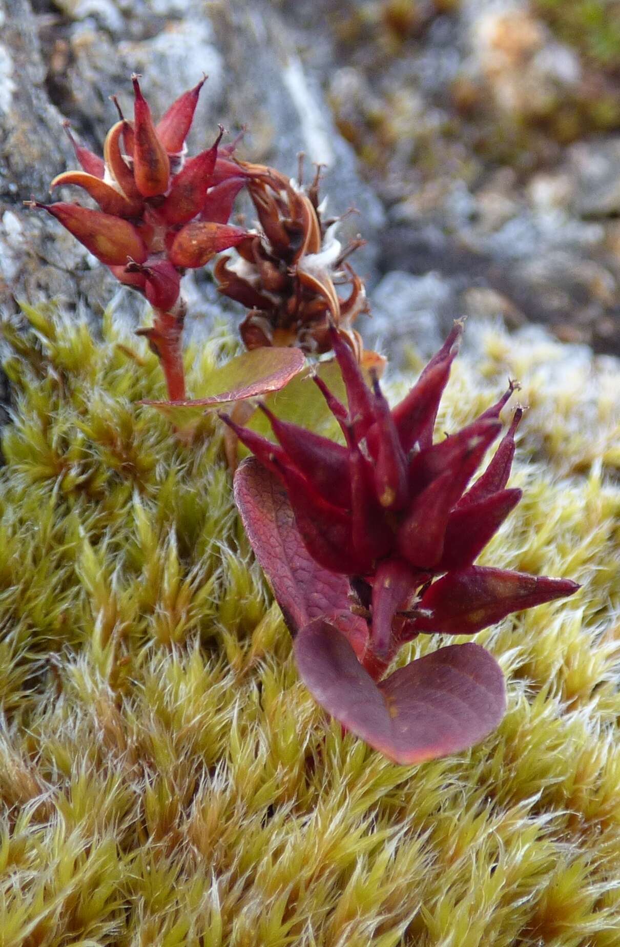 Image of sprouting leaf willow