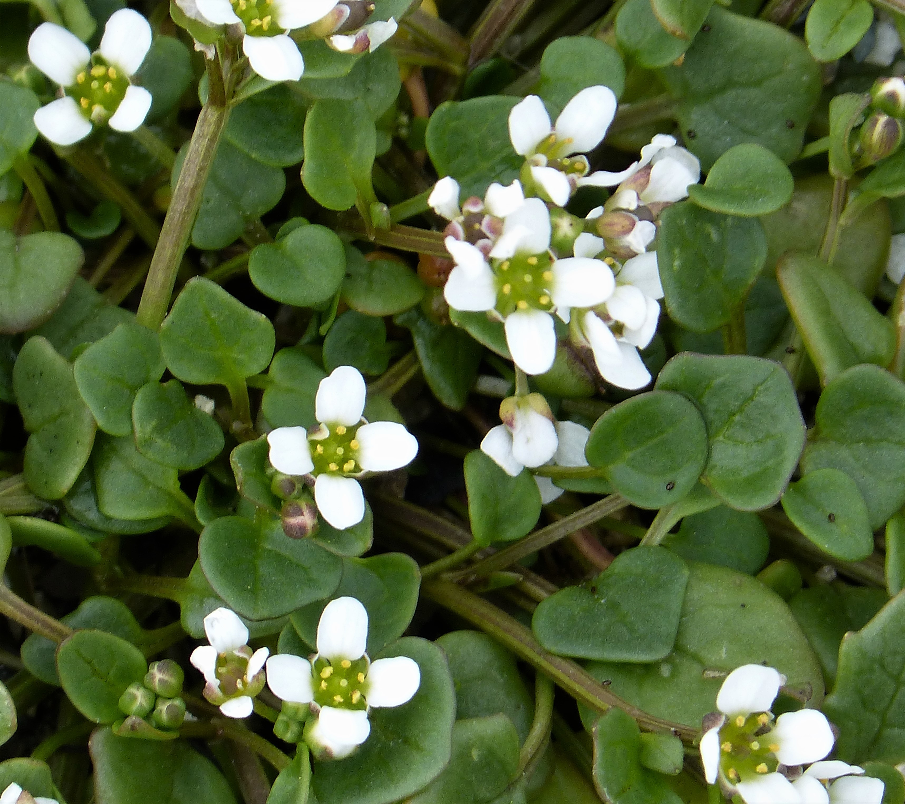Cochlearia danica (rights holder: gailhampshire)