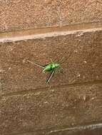 Image of Common Short-winged Katydid