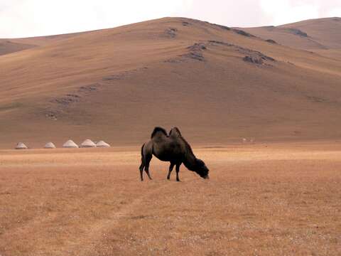 Image of Bactrian camel