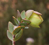 صورة Pimelea pendens B. L. Rye