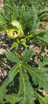 Image of okra