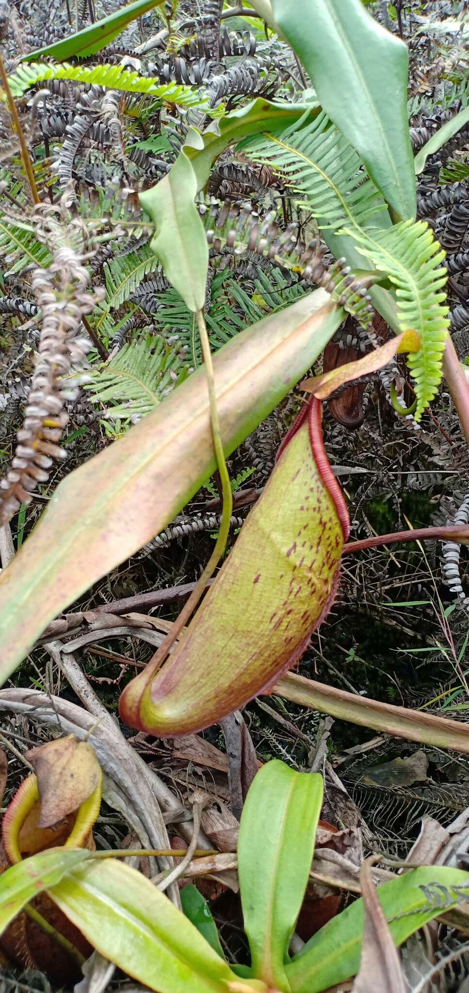 Image of Nepenthes gymnamphora Nees