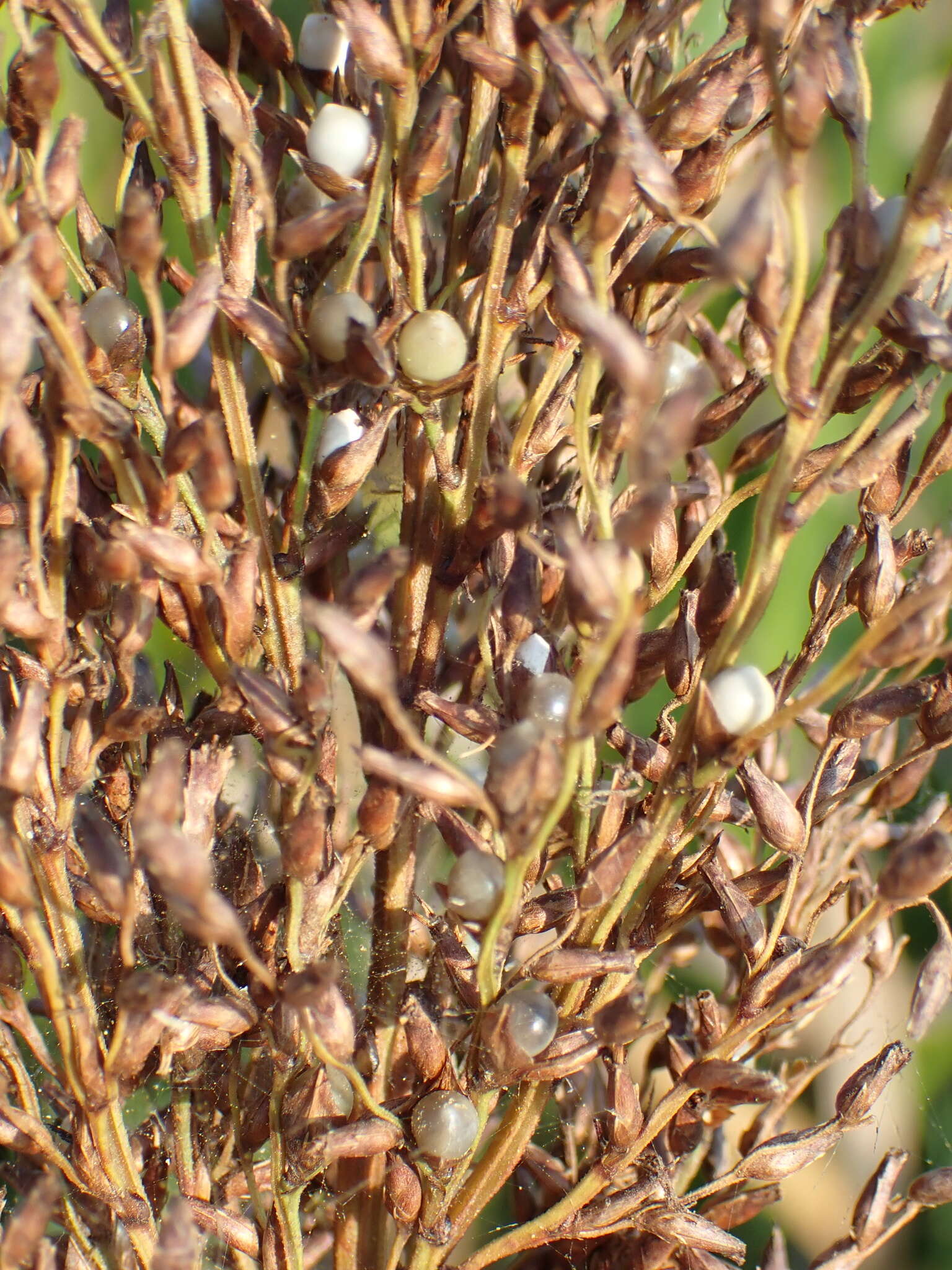 Image of Scleria poiformis Retz.