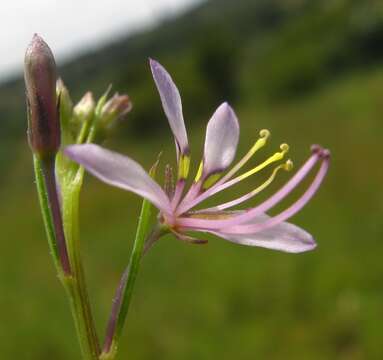 Image de Sieruela conrathii (Burtt Davy) Roalson & J. C. Hall