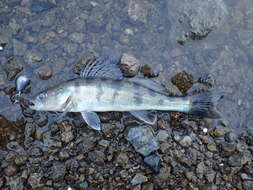 Image of Volga Pikeperch