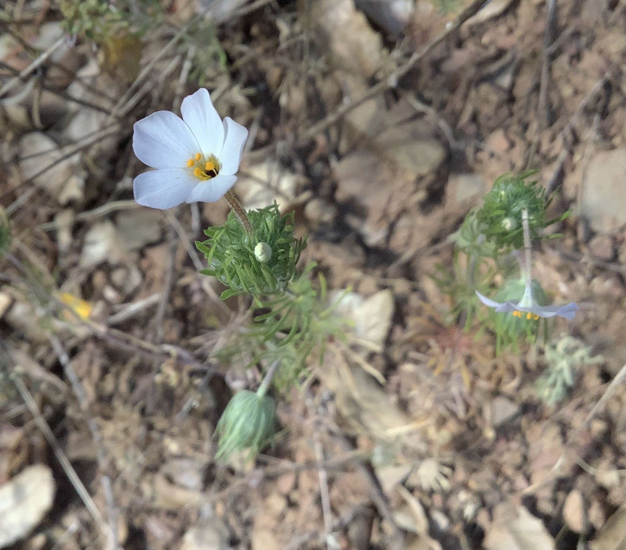 Image of mustang clover