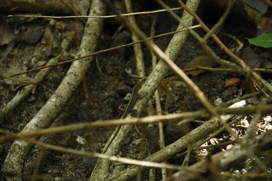 Image of Martinique's Anole