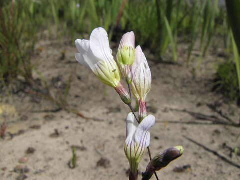 Image of Ixia divaricata Goldblatt & J. C. Manning