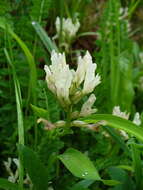 Image of Astragalus polygala