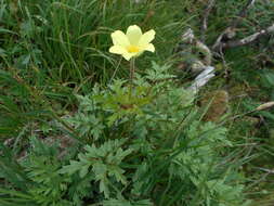 صورة Pulsatilla alpina subsp. apiifolia (Scop.) Nyman