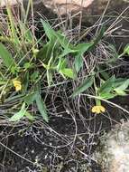 Imagem de Commelina africana L.