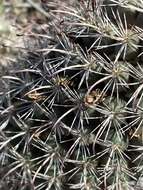 Image of Mammillaria hutchisoniana subsp. hutchisoniana